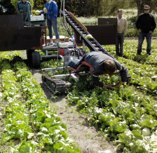 drangen-isbergssallad-650px